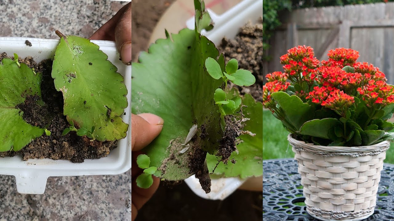 How to grow plants from leaves, roots and many seedlings YouTube