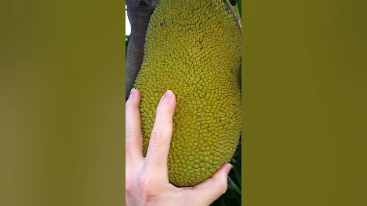 How to tell if jackfruit is ripe - DayDayNews