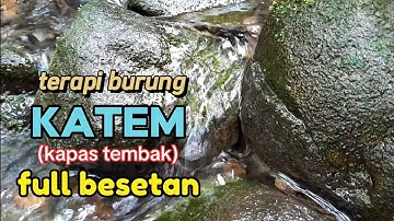Terapi burung KATEM, kapas tembak full besetan dengan suara air gemericik