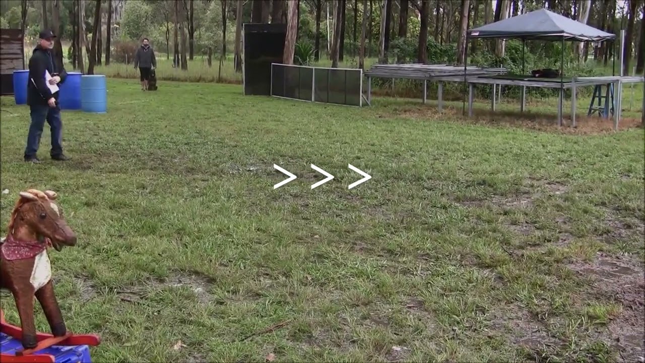 Remco at the 6th Sydney Ringsport Club Mondioring Trial