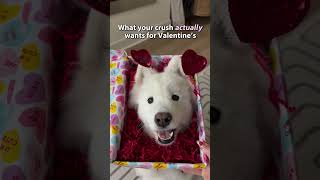 send this to your crush 🐶💘 . . . #valentinesday #dogsofinstagram #funnydogvideo #weeklyfluff