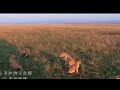 Rongai Lion Pride not far from Oloimina Black Rock Male Lion | Masaimara | 16 October 2025