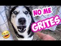 ¡No me grites Max !😱 ¡YO NO GRITO! 🤣 ( perro y dueño hablando)