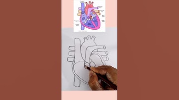 human heart diagram drawing class 10 science