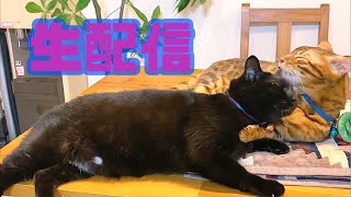 【生配信12/5】年末に入ってきて忙しい日は猫でも見てほっこりしませんか？生配信🐈🐈‍⬛📹