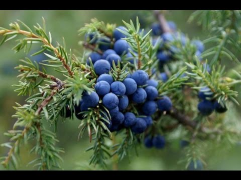 «Айыл Окмоту»: Он-Арча - округ можжевельника