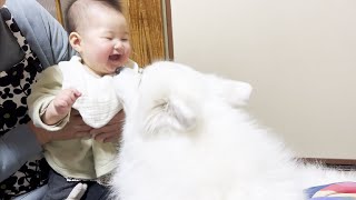 初めて赤ちゃんに笑いかけられた時の大型犬の反応が可愛すぎました【サモエド】