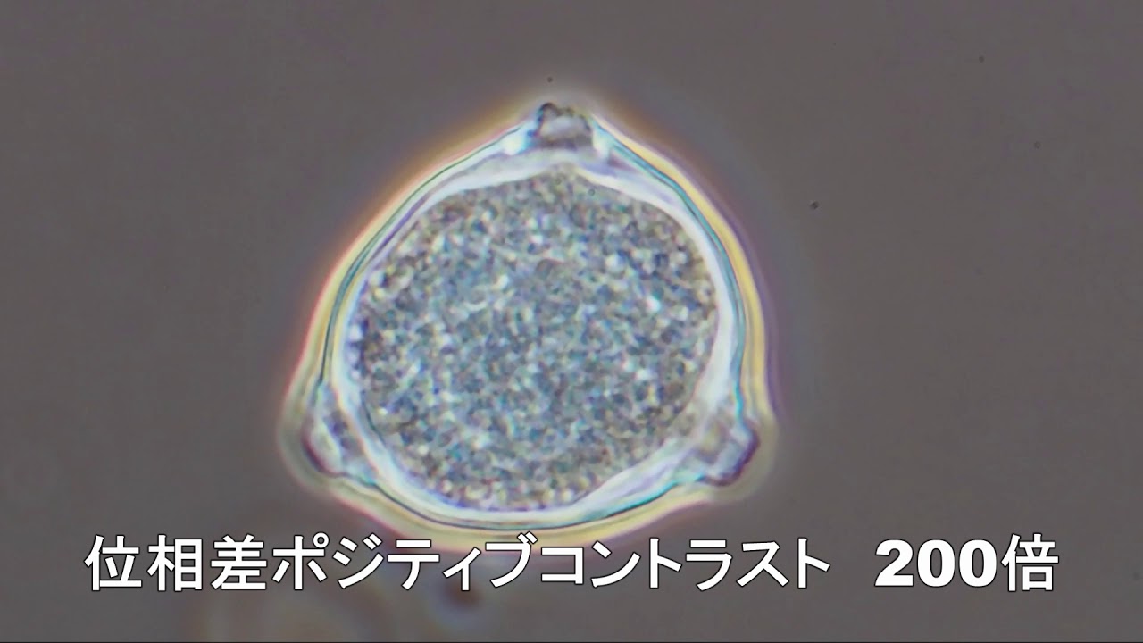 キュウリの花粉の顕微鏡観察 Youtube