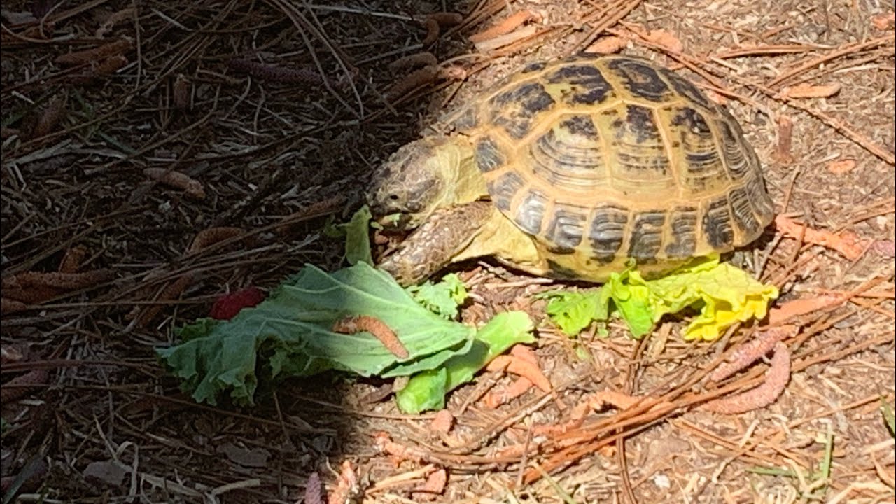 Tortoise Rig My pet tortoise rigs eating his food - YouTube