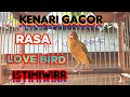 Kenari Rasa Lovebird Ngekek Kicau Pidong Mp3 - Mp4 Download