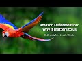 Amazon Deforestation: Why It Matters To Us
