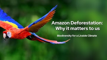 Amazon Deforestation: Why It Matters To Us