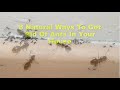 8 Natural Ways To Get Rid Of Ants In Your House (Fast And Easy) Mp3 Song