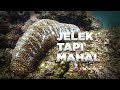 Teripang Adalah Emas di Laut #AlamSemenit