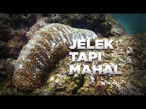 Teripang Adalah Emas di Laut #AlamSemenit