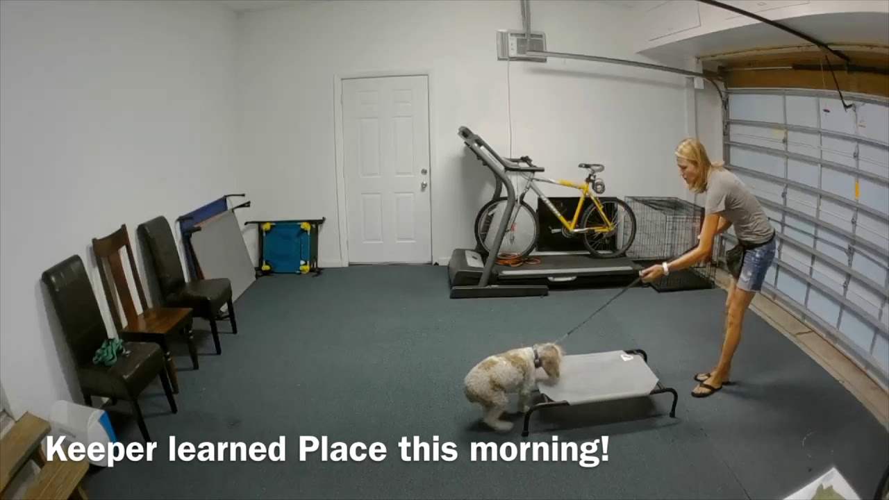 How To Introduce the Place Command To Your Dog Using an Ecollar - YouTube