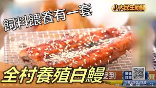 全村養殖白鰻 飼料餵養有一套  |【民生八方事】| 2022121706 @gtvnews27