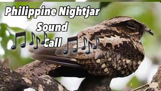 Philippine Nightjar ( Toktor ) Sound Call