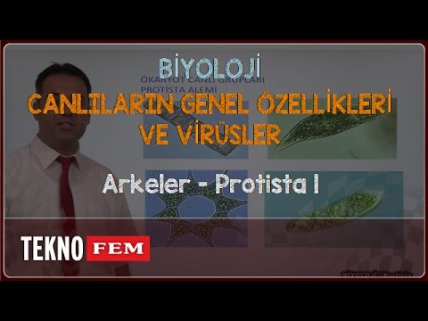 YGS-LYS BİYOLOJİ - Arkeler - Protista 1