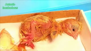 Nacimiento de pollito de gallina de incubación en incubadora casera