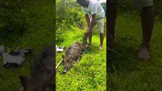 RJ #shorts #dog #youtube #youtubeshorts #pig #attack  #jabali #wildboar #huntingwild #dogs #wild