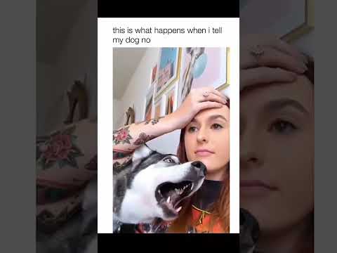 Dogs being idiot part 30 #funnydog #funnypet #cutedog #dog #pets