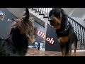 How do Rottweilers get along with small dogs and other animals? Rottweiler Vs Yorkie!