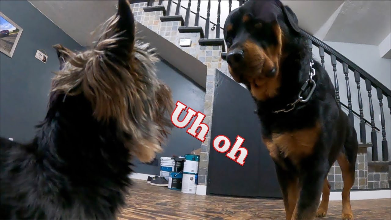 Can Rottweilers Live With Small Dogs and Other Animals?