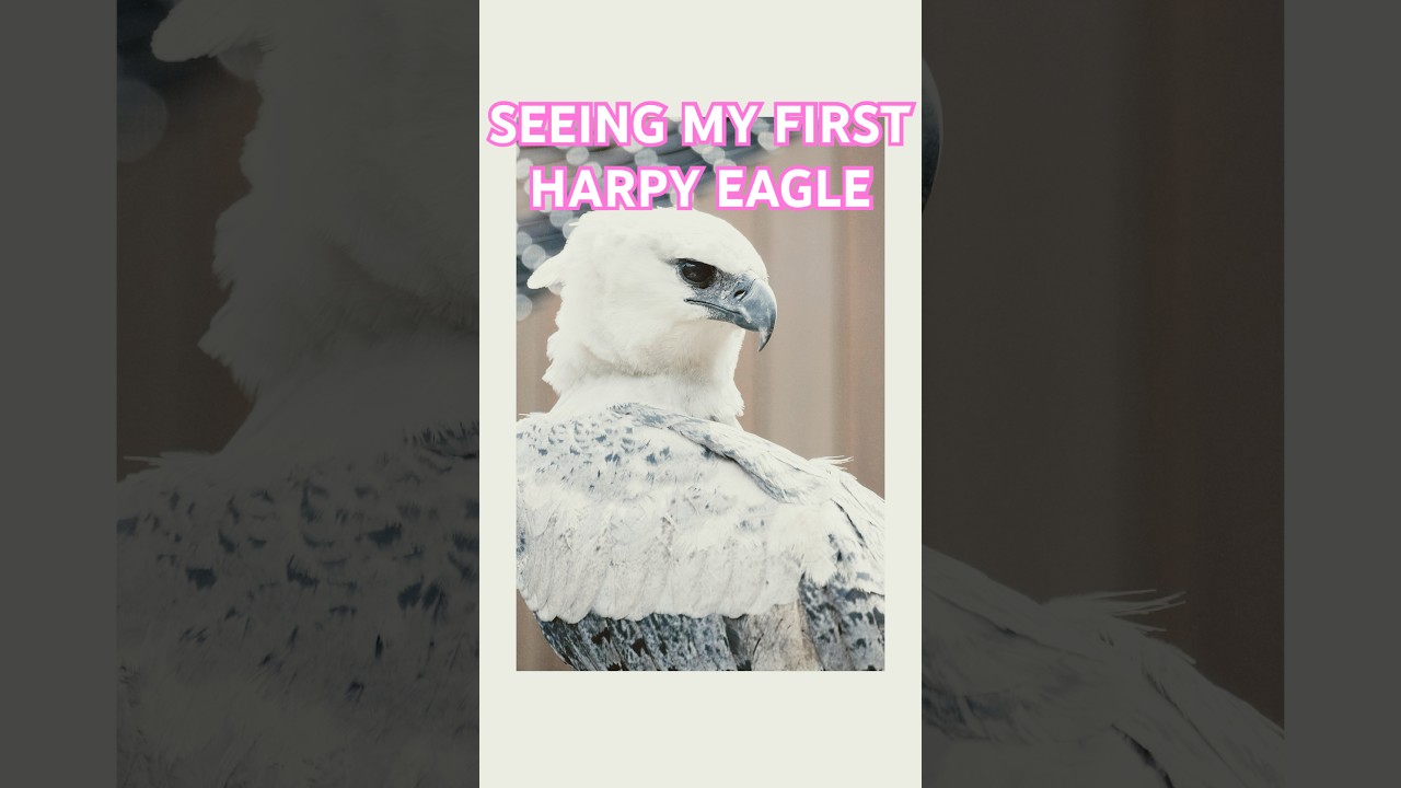 i saw my first harpy eagle! one of the world's LARGEST and STRONGEST birds of prey!