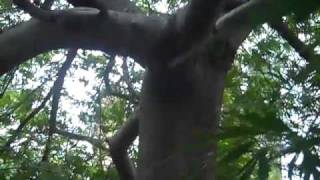 greeneyedesign.org... Pruning an Old Yatsubusa Maple.mp4