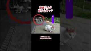達磨さんが猫論だ～？0530#cat#猫大好き#猫の喧嘩#野良猫