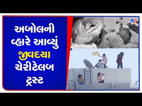 Amidst Uttarayan gusto bird lovers across state prepare emergency centres for injured birds |TV9News