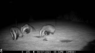 7th September 2023 3 badgers one blind in one eye