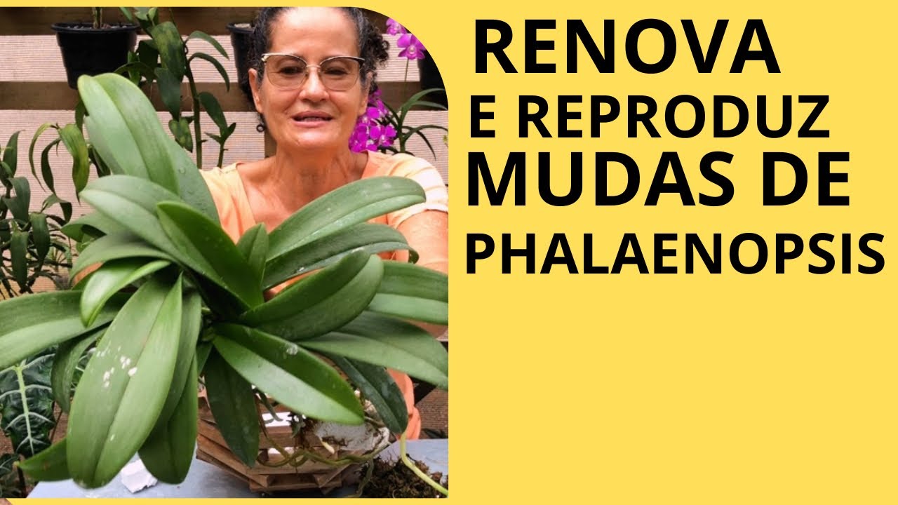 Como renovar e reproduzir phalaenopsis?