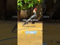 Parrot beck long tail
