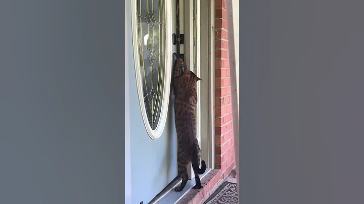 Video 10964301: bengal cat cutecat, bengal house cat