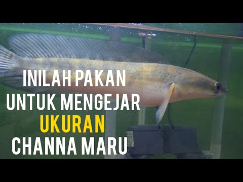 Makanan Ikan Channa Besar