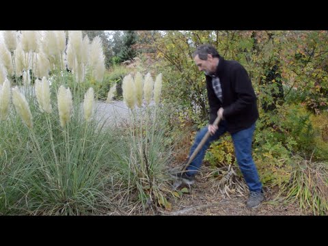 Video: Pampas Grass (50 Photos): What Is Cortaderia? Features Of Planting And Care In The Open Field. Silver Cortaderia For A Summer Cottage