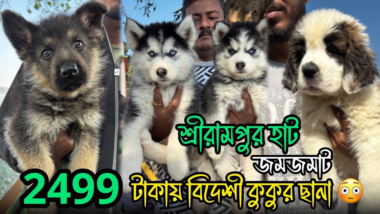 2499 টাকায় বিদেশী কুকুর 😳🔥| Serampore Pet Market | Dog Market in Kolkata | Serampore Dog Market 