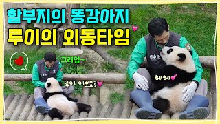 [ep.246] 할부지가 두 팔로 꼬옥 안아주자 또 웃어버린 루이의 달달한 외동타임꿀잠 자고 일어나더니 일단은 안들어간다는 귀염둥이 후야ㅣ에버랜드 판다월드