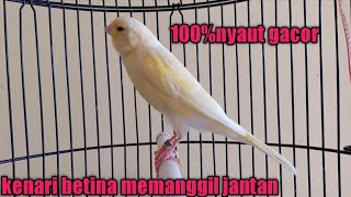 Kenari betina ! Kenari betina memancing jantan agar bunyi gacor ngerol panjang