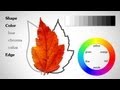 The Basic Elements - Shape Value Color Edge
