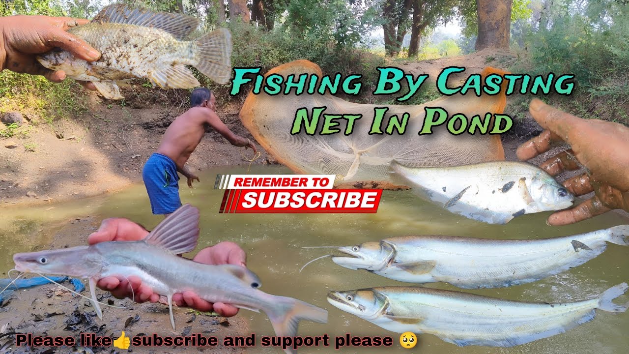 Fishing By Casting Net In Pond | Net Fishing In Village | Wallago Attu Fishing | Fishing Video