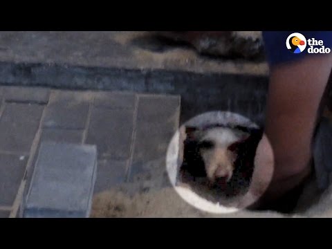 Video: Detta Auto Company använder sin kraft för att hjälpa hundar överallt