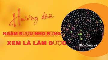 Hướng dẫn cách ngâm rượu nho rừng đơn giản nhất