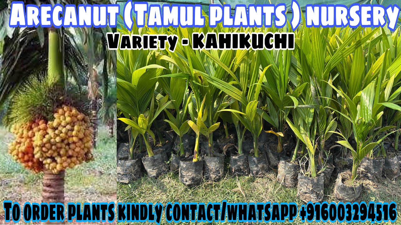 ARECANUT PLANTS NURSERY || TAMUL PLANTS FARMING || (VARIETY - KAHIKUCHI ...