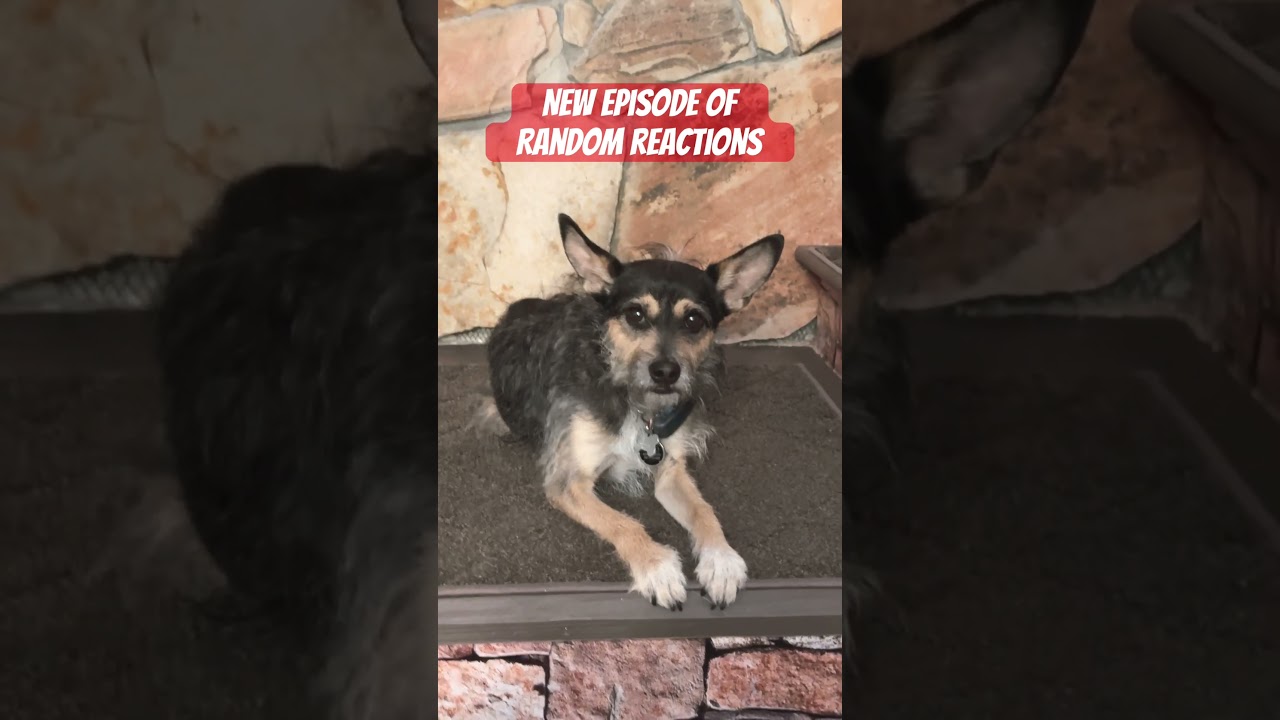 Episode 4 (Random Reactions) 