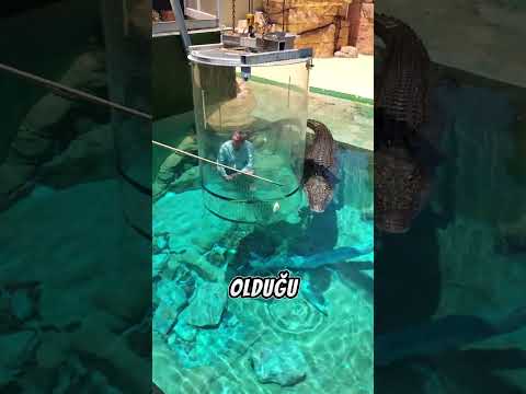 Ölüm Kafesi: Timsahların Arasında Cesaret Testi 🐊