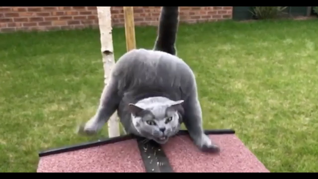 Coffin Dance Meme with Cat version 😺 - using Coffin Dance Video Editor app (Android and iOS) #6