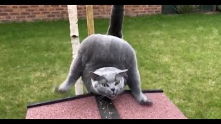 Coffin Dance Meme with Cat version 😺 - using Coffin Dance Video Editor app (Android and iOS) #6 screenshot 5